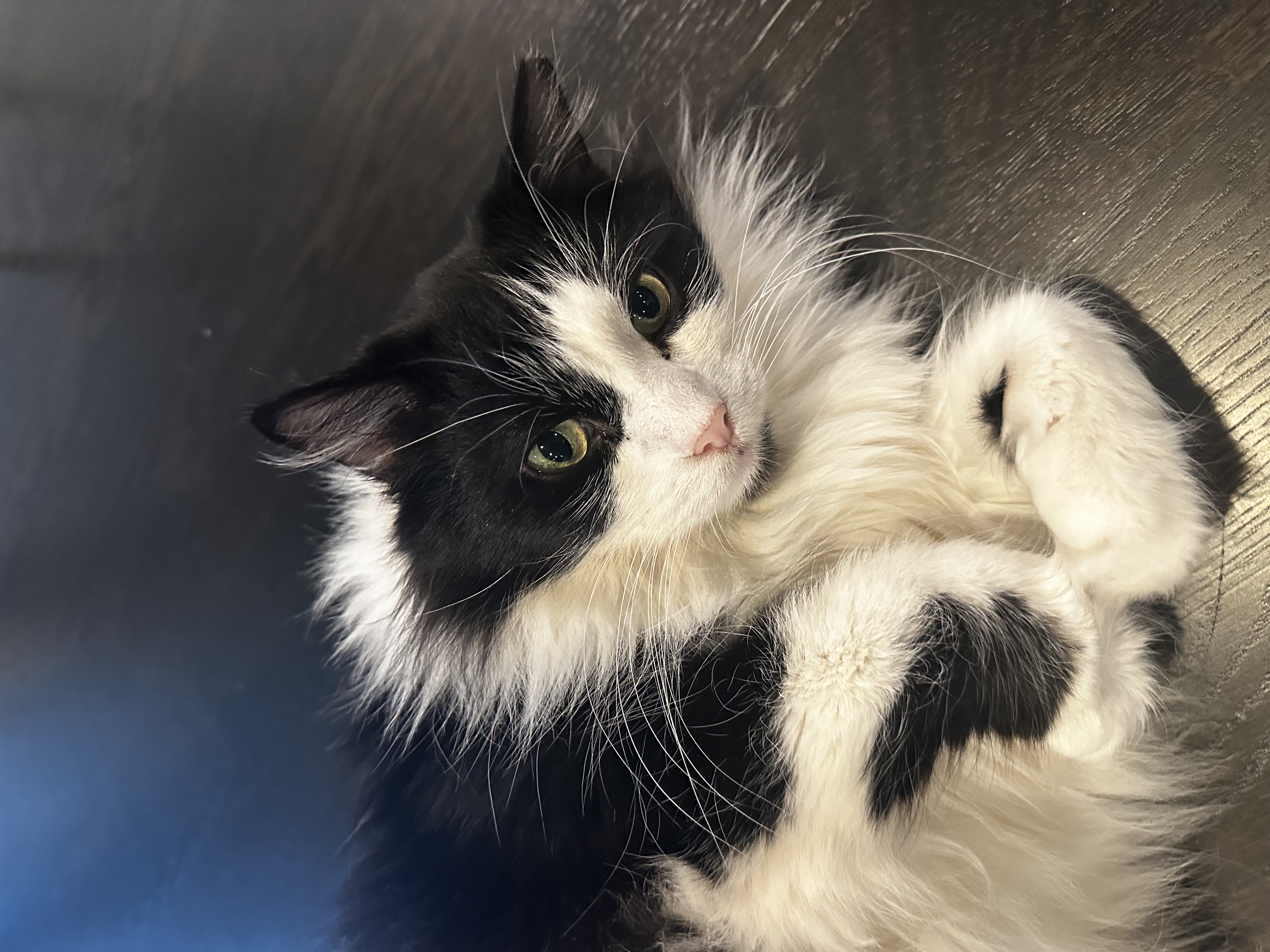 Stanley the beautiful tuxedo cat